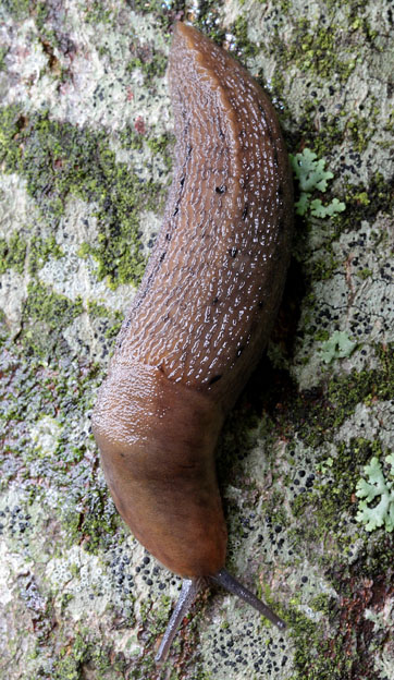 Limax del dacampi-gruppo dal Monte Fenaira (IM)